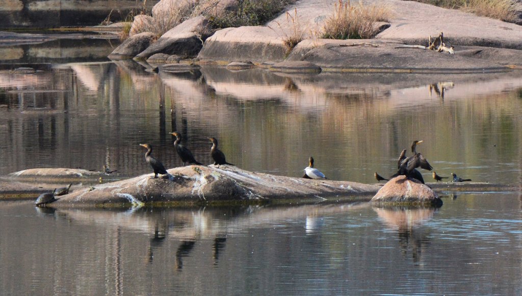 Cormorants at rest  Inks Lake Hatchery (2).JPG - Double-crested Cormorants, ring-billed Gull, Great-tailed Grackle. Photo by Tim Farek